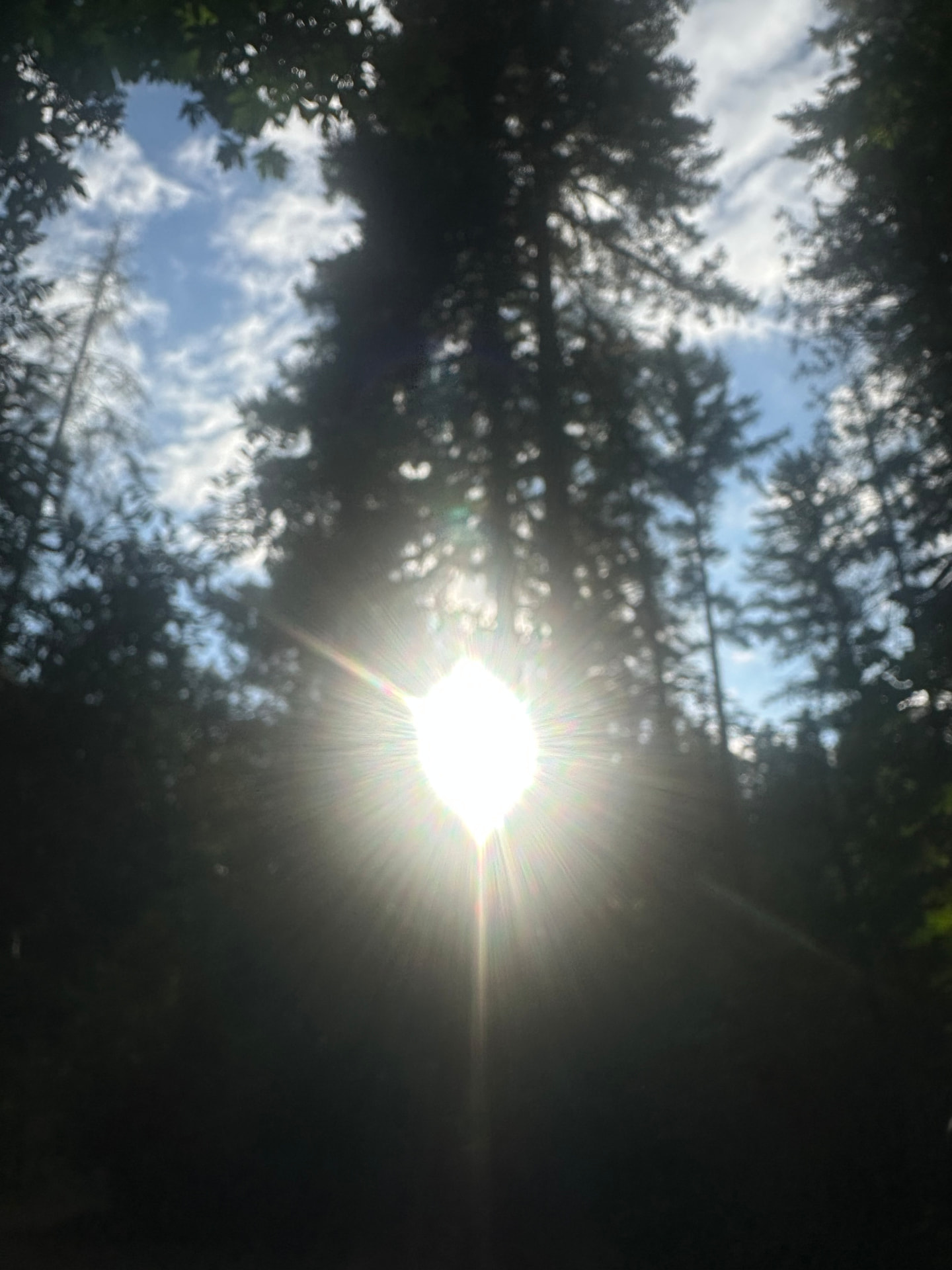 Sunlight streaming through tall forest trees against a bright blue sky